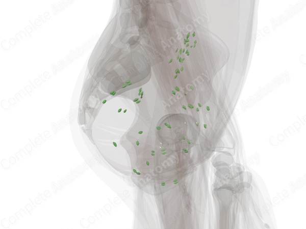Pelvic Lymph Nodes