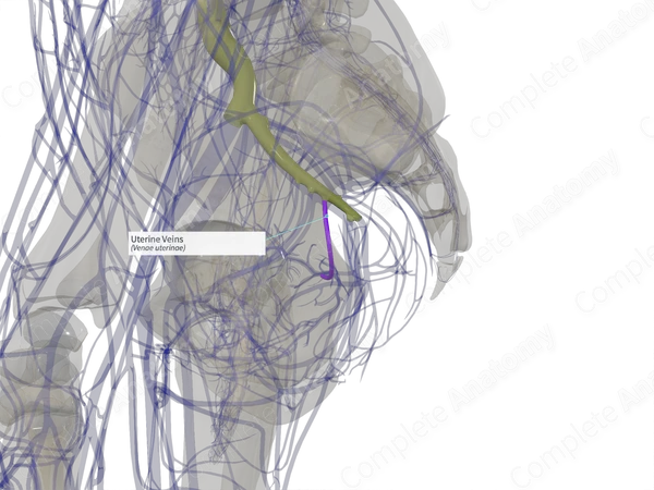 Uterine Veins (Left)