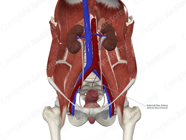 Internal Iliac Artery