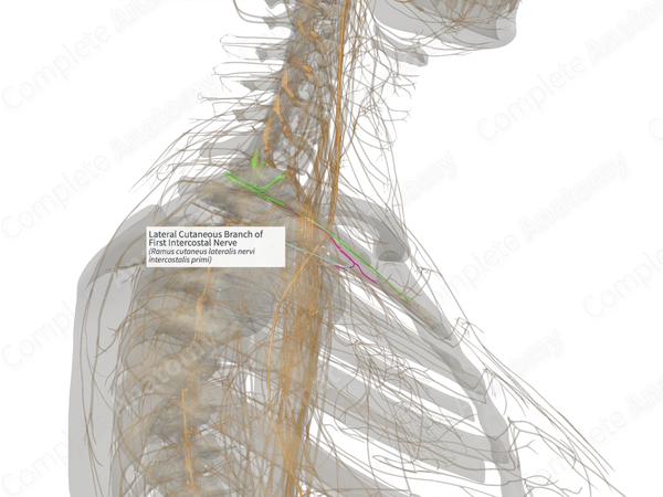 Lateral Cutaneous Branch of First Intercostal Nerve (Right)