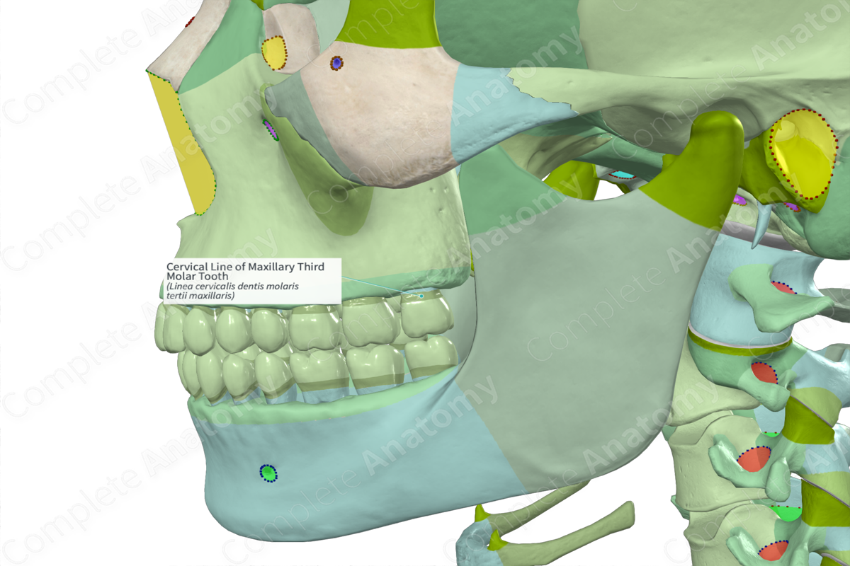 Cervical Line of Maxillary Third Molar Tooth