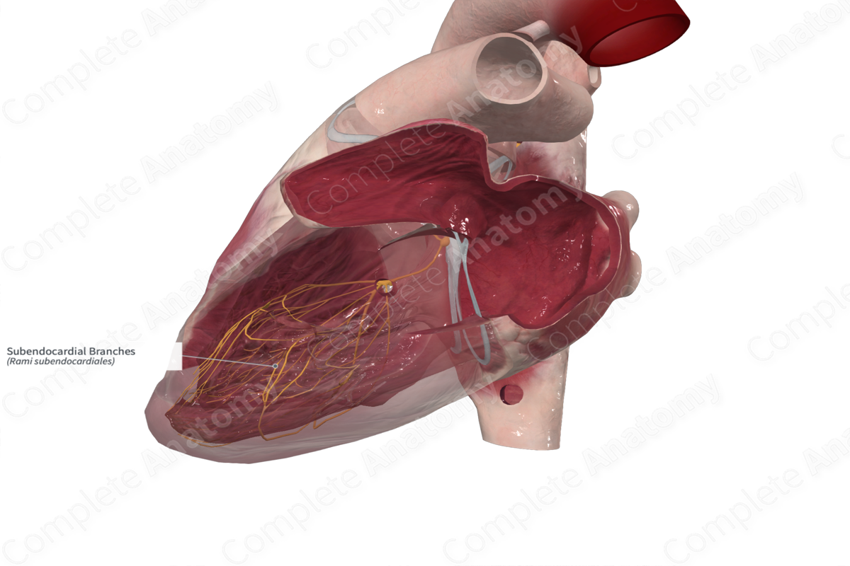 Subendocardial Branches 