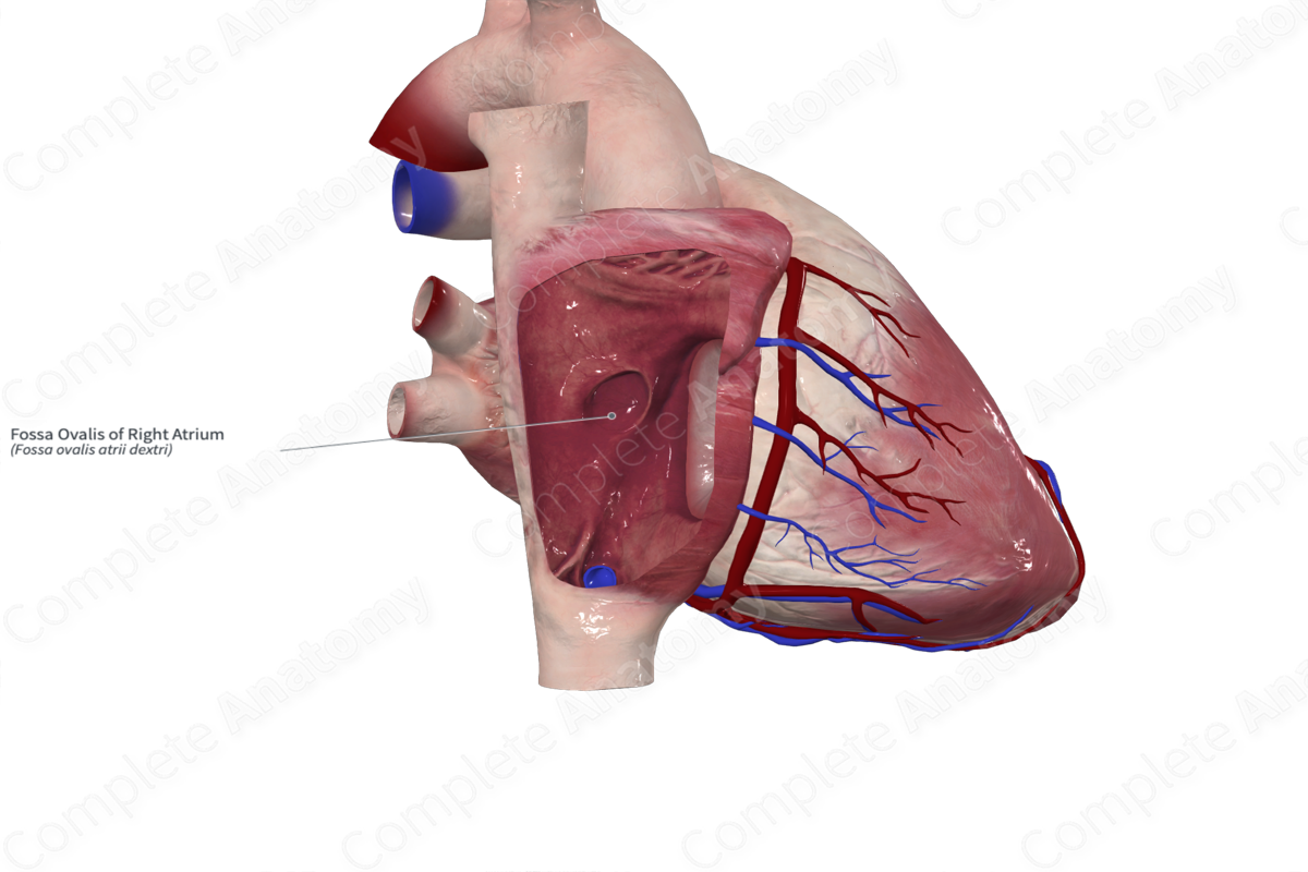 Fossa Ovalis of Right Atrium | Complete Anatomy