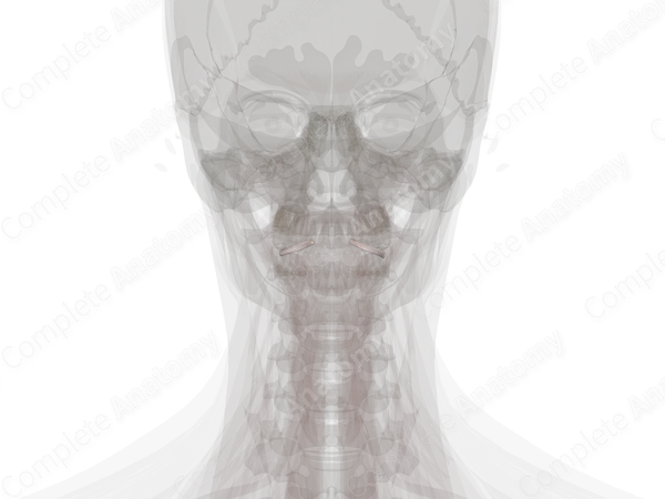 Lateral Atlantoaxial Joint