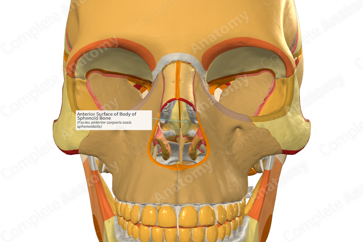 Anterior Surface of Body of Sphenoid Bone | Complete Anatomy