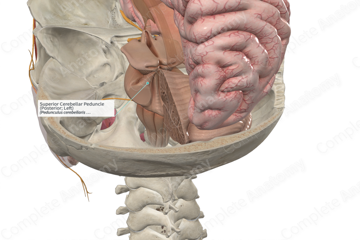Superior Cerebellar Peduncle (Posterior; Right)