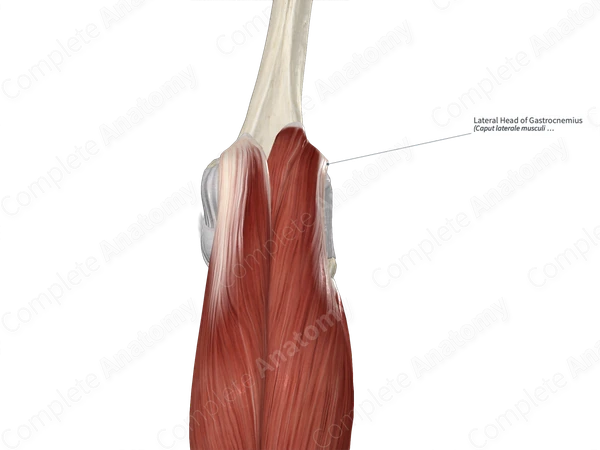 Lateral Head of Gastrocnemius