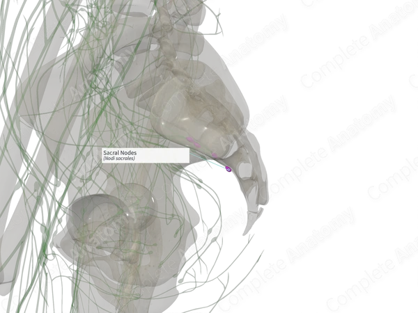 Sacral Nodes