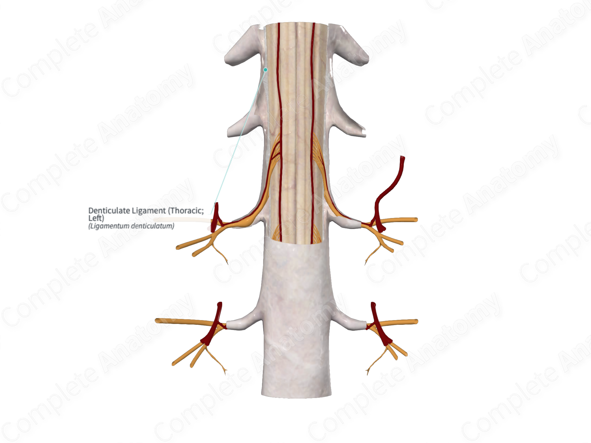 Denticulate Ligament (Thoracic; Left) | Complete Anatomy