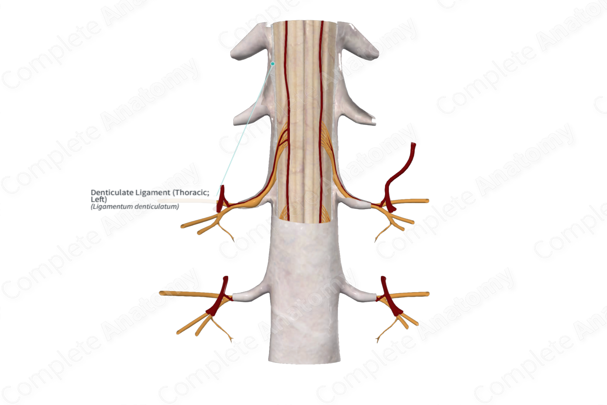 Denticulate Ligament (Thoracic; Left)