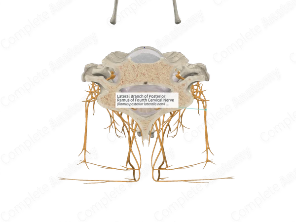 Lateral Branch of Posterior Ramus of Fourth Cervical Nerve