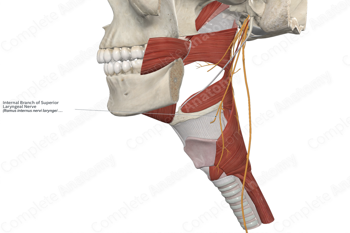 Internal Branch of Superior Laryngeal Nerve 