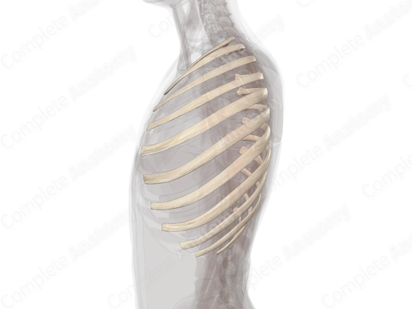 Ribs (Left)