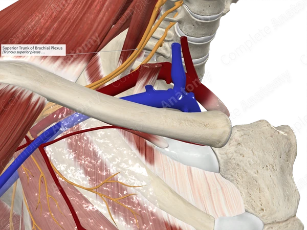 Superior Trunk of Brachial Plexus 