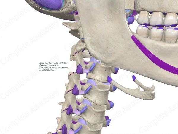 Anterior Tubercle of Third Cervical Vertebra (Left)