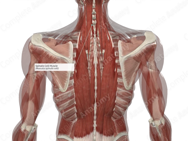 Spinalis Colli Muscle 