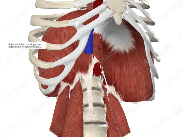 Right Medial Arcuate Ligament