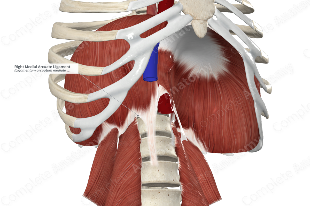 Right Medial Arcuate Ligament