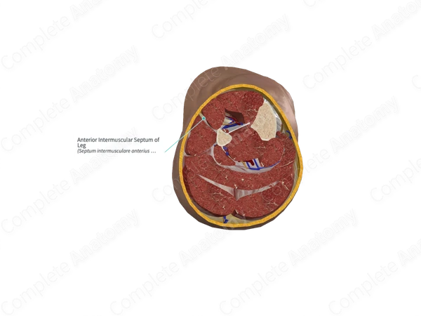 Anterior Intermuscular Septum of Leg