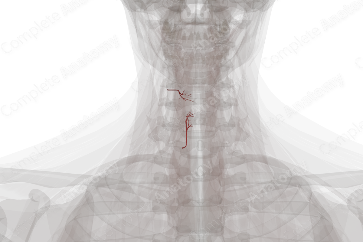 Arteries of Larynx (Left)
