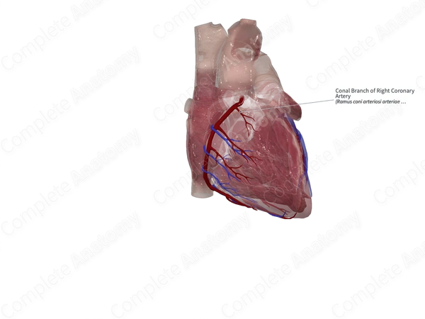 Conal Branch of Right Coronary Artery