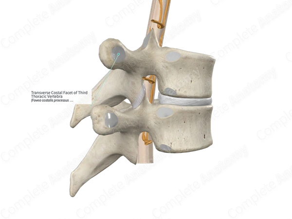 Transverse Costal Facet of Third Thoracic Vertebra