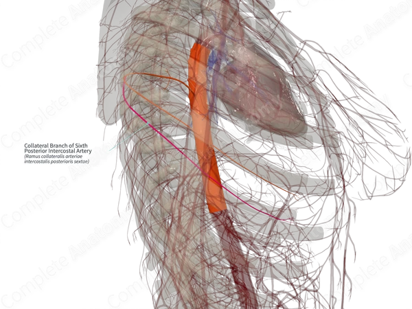 Collateral Branch of Sixth Posterior Intercostal Artery (Right)