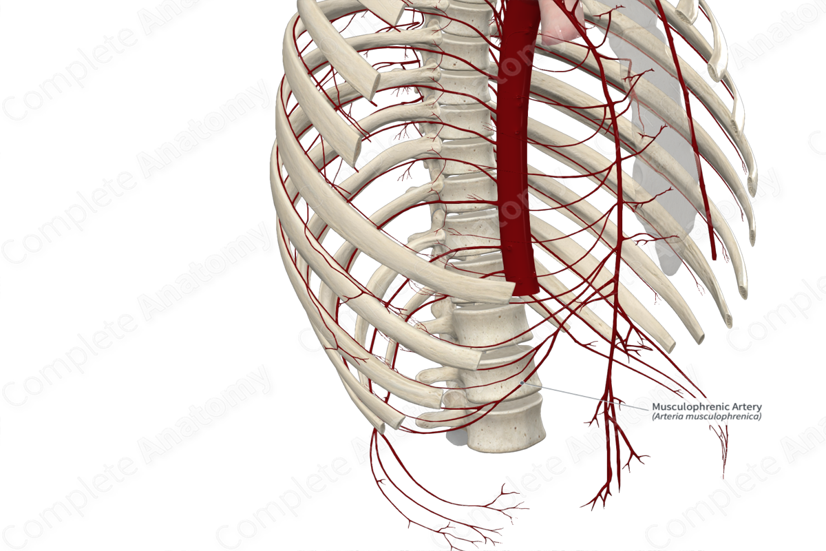 Musculophrenic Artery 