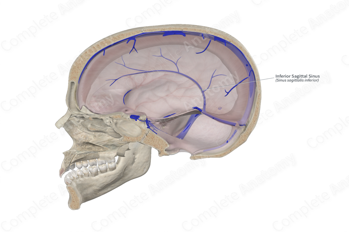 Inferior Sagittal Sinus
