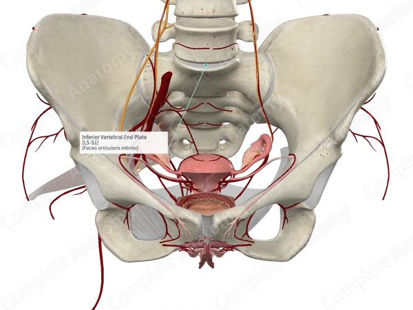 Inferior Vertebral End Plate (L5-S1) | Complete Anatomy