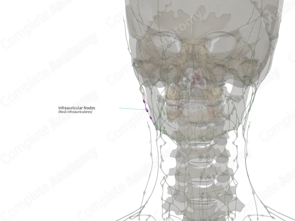 Infraauricular Nodes (Right)