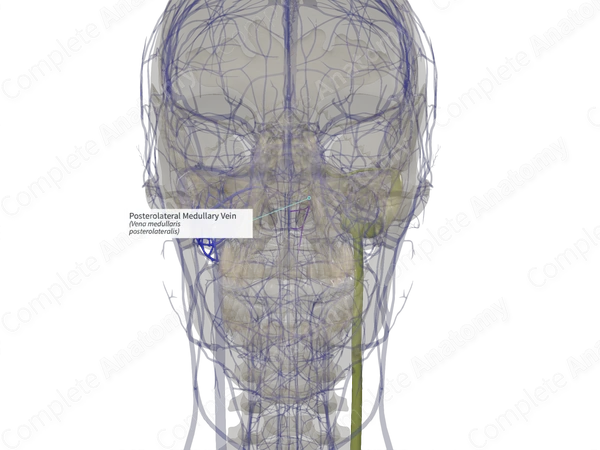 Posterolateral Medullary Vein (Left)