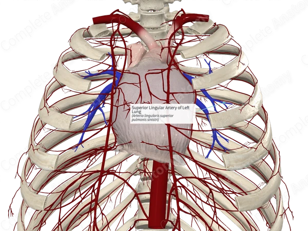 Superior Lingular Artery of Left Lung