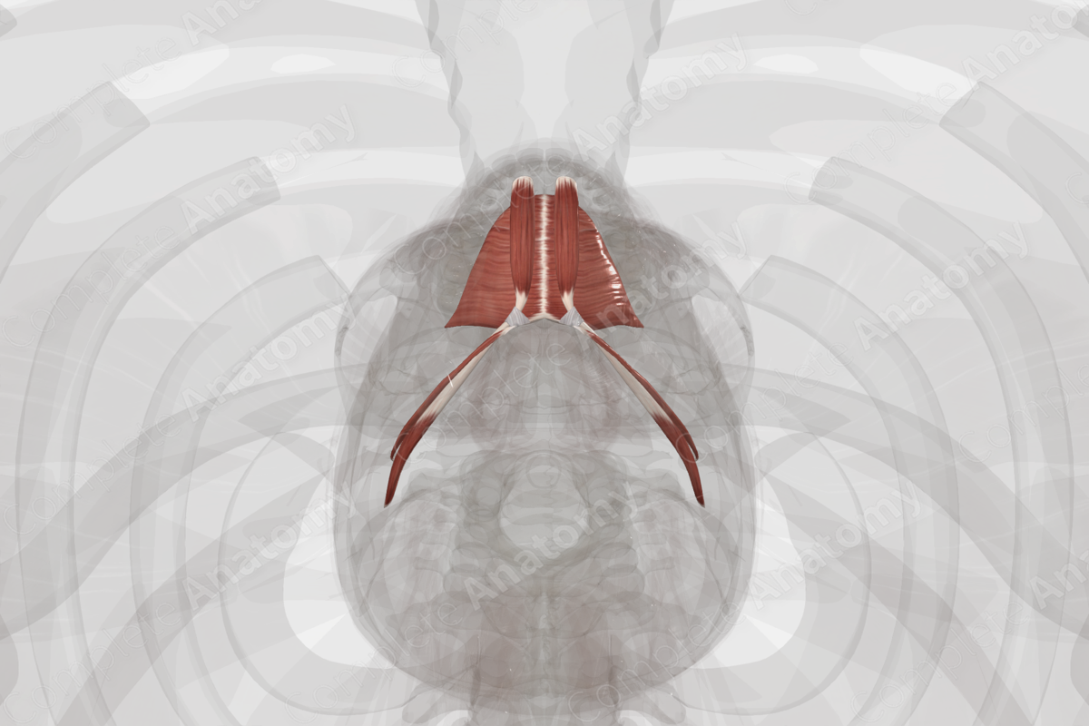 Suprahyoid Muscles