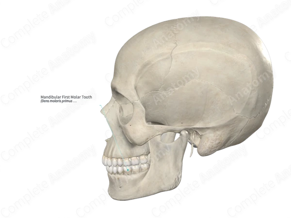 Mandibular First Molar Tooth 