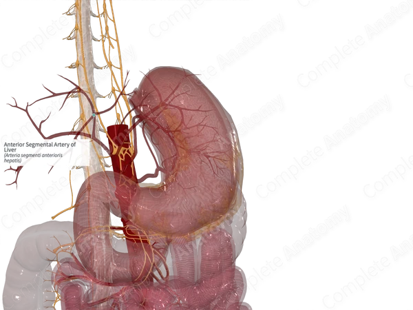Anterior Segmental Artery of Liver