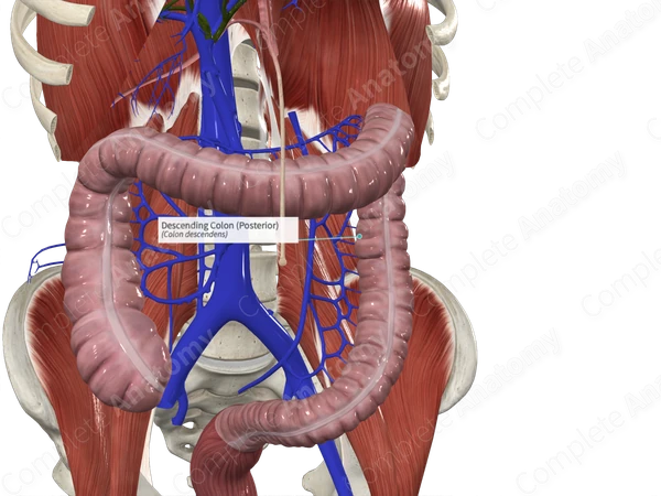 Descending Colon (Posterior)