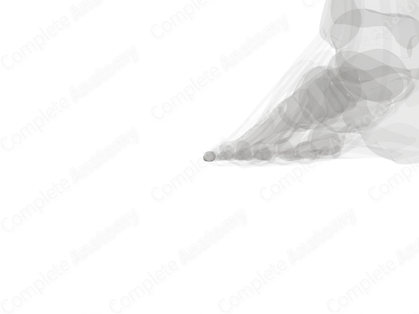 Distal Phalanx of Little Toe (Left)