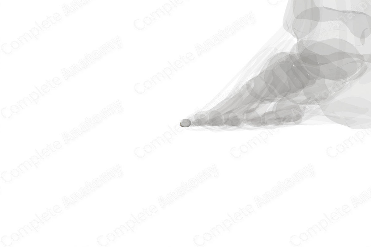 Distal Phalanx of Little Toe (Left)