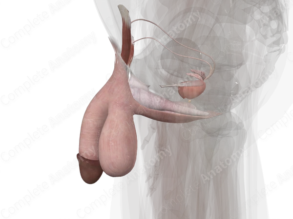 Male Genital System