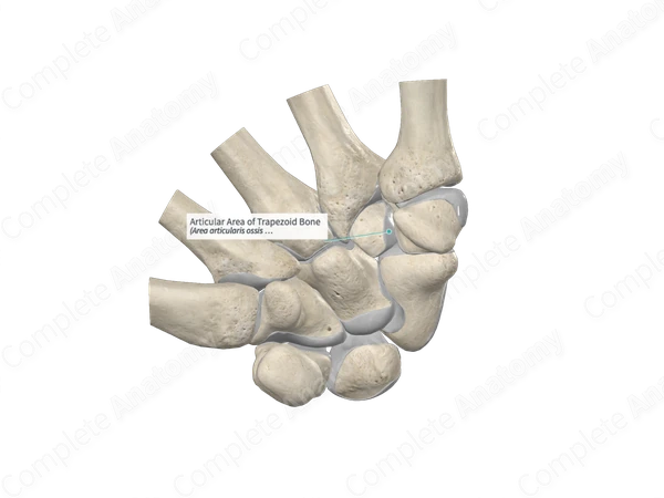 Articular Area of Trapezoid Bone