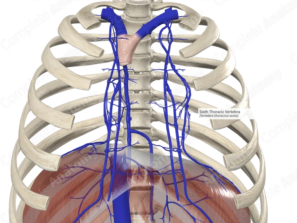 Sixth Thoracic Vertebra