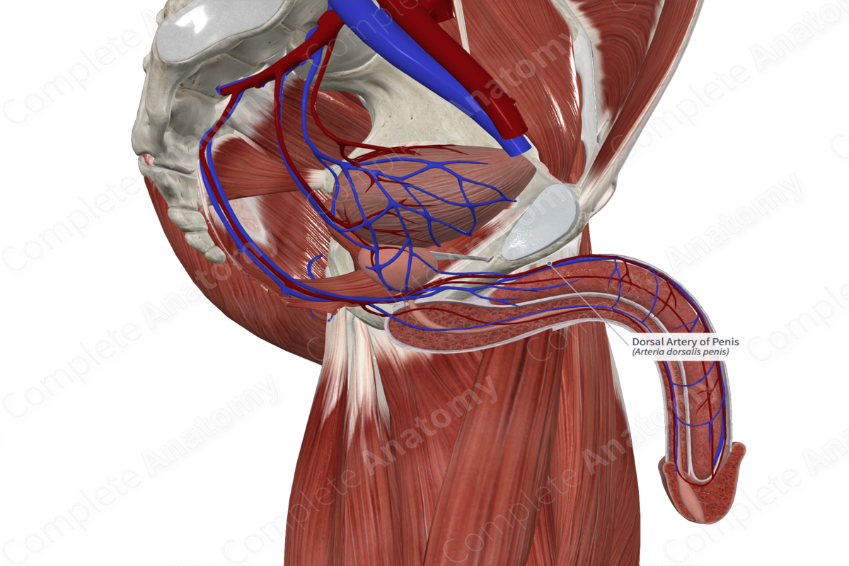 Dorsal Artery of Penis 