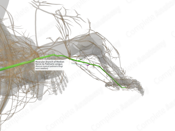 Muscular Branch of Median Nerve to Palmaris Longus (Right)