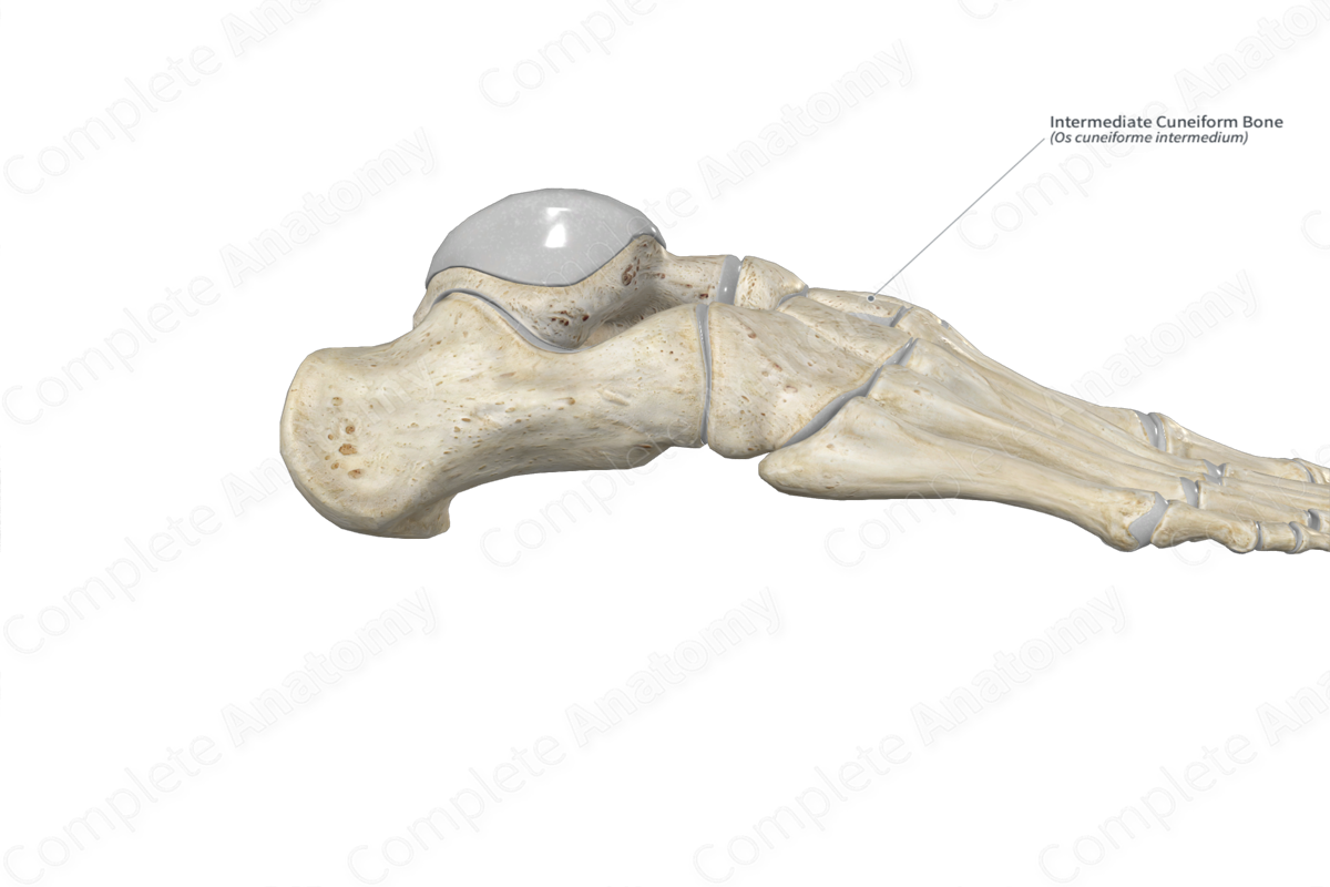 Intermediate Cuneiform Bone 
