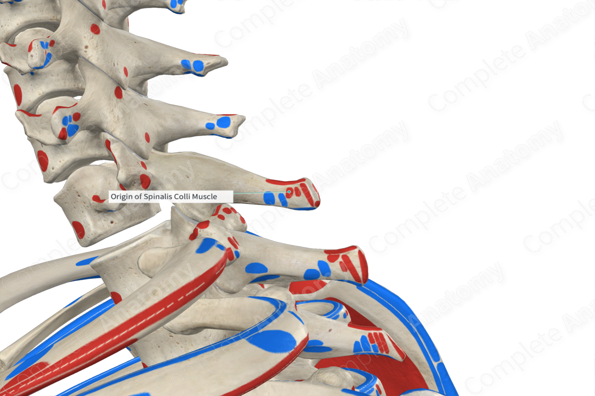 origin-of-spinalis-colli-muscle-complete-anatomy