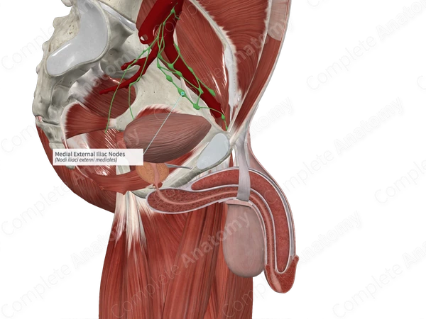 Medial External Iliac Nodes (Left)