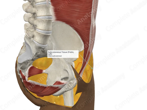 Subcutaneous Tissue (Pubis; Left)
