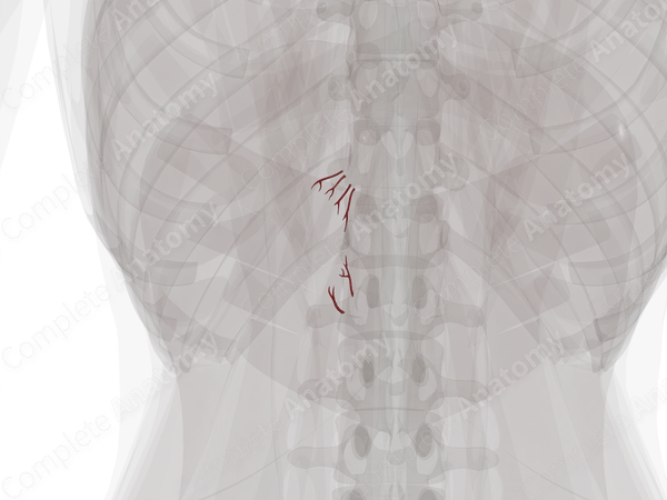 Arteries of Suprarenal Gland (Left)