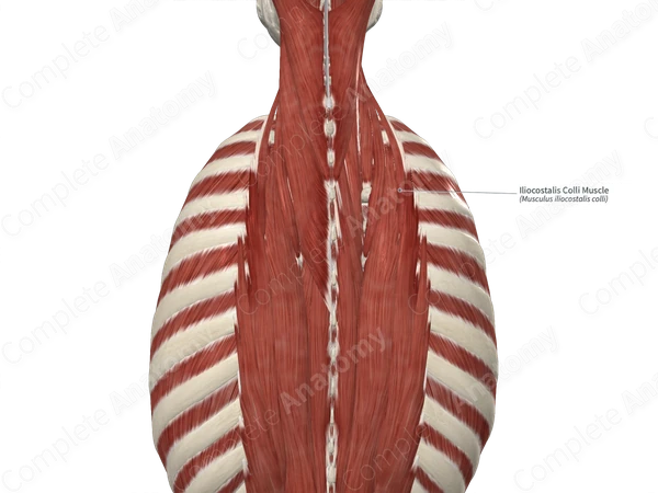 Iliocostalis Colli Muscle